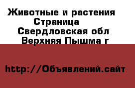  Животные и растения - Страница 37 . Свердловская обл.,Верхняя Пышма г.